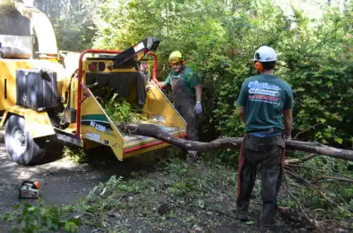 tree services Reed Creek